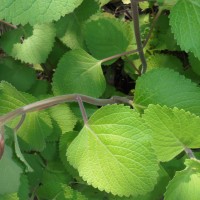 Coleus hadiensis (Forssk.) A.J.Paton